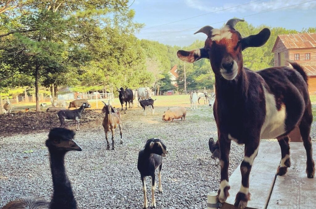 Sweet Olive Farm Animals