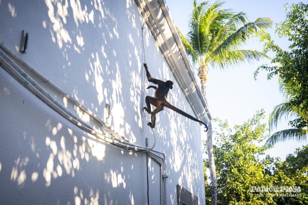 Widespread Panic performing at Panic en la Playa Trece on Friday, January 23, 2026