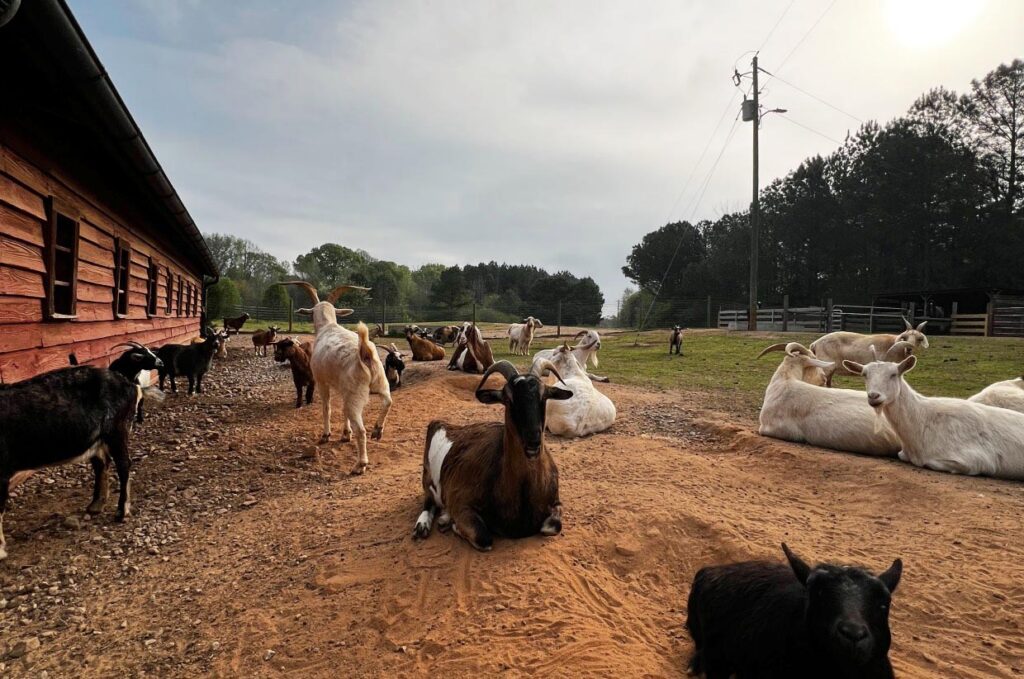 Sweet Olive Farm Goats